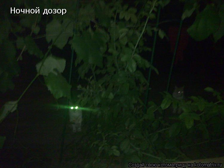 Котоматрица: Ночной дозор