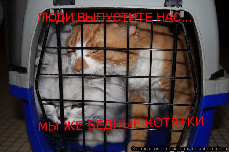 Котоматрица: ЛЮДИ ВЫПУСТИТЕ НАС... МЫ ЖЕ БЕДНЫЕ КОТЯТКИ