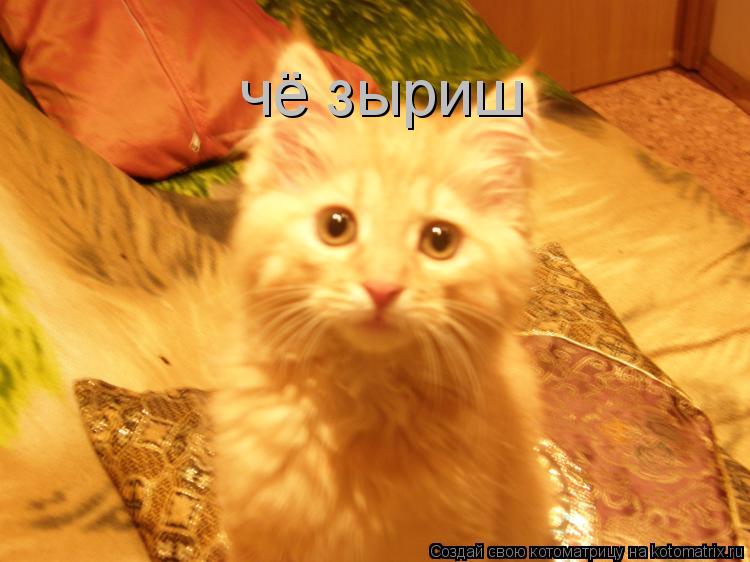 Котоматрица: чё зыриш
