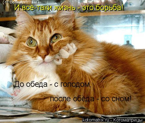 Котоматрица: И всё-таки жизнь - это борьба! До обеда - с голодом, после обеда - со сном!