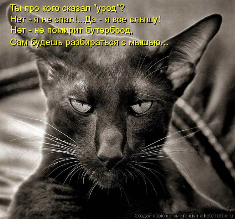 Ты про кого сказал "урод"? Нет - не помирит бутерброд, Сам будешь разбираться с мышью... Нет - я не с... Котоматрица: Ты про кого сказал "урод"? Нет - не помирит бутерброд, Сам будешь разбираться с мышью... Нет - я не спал!...Да - я все слышу!