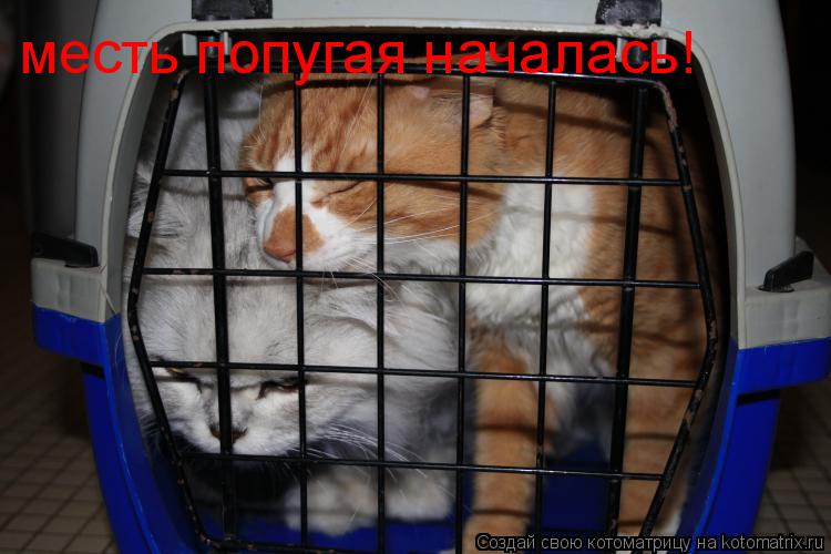 Котоматрица: месть попугая началась!