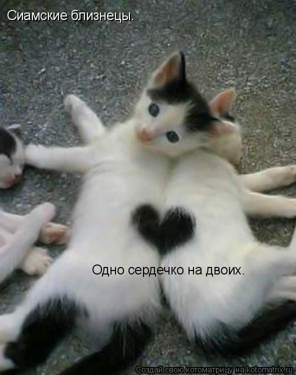 Котоматрица: Сиамские близнецы. Одно сердечко на двоих.