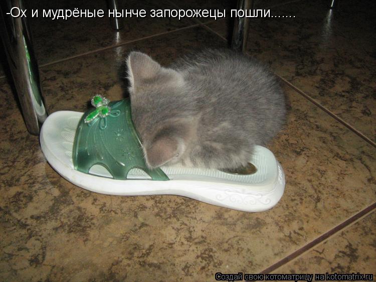 Котоматрица: -Ох и мудрёные нынче запорожецы пошли.......