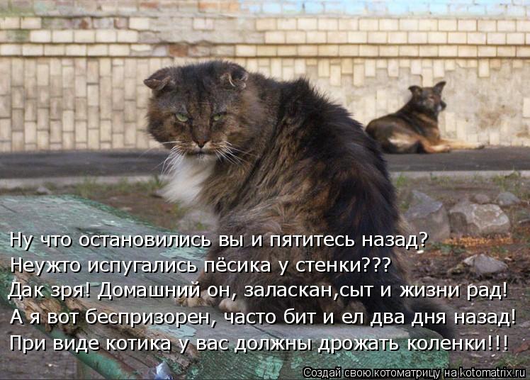 Ну что остановились вы и пятитесь назад? Неужто испугались пёсика у стенки??? Дак зря! Домашний он, з... Котоматрица: Ну что остановились вы и пятитесь назад? Неужто испугались пёсика у стенки??? Дак зря! Домашний он, заласкан,сыт и жизни рад! А я вот беспризор