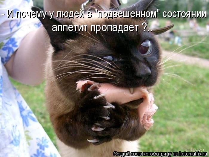 - И почему у людей в "подвешенном" состоянии аппетит пропадает ?..... Котоматрица: - И почему у людей в "подвешенном" состоянии аппетит пропадает ?..