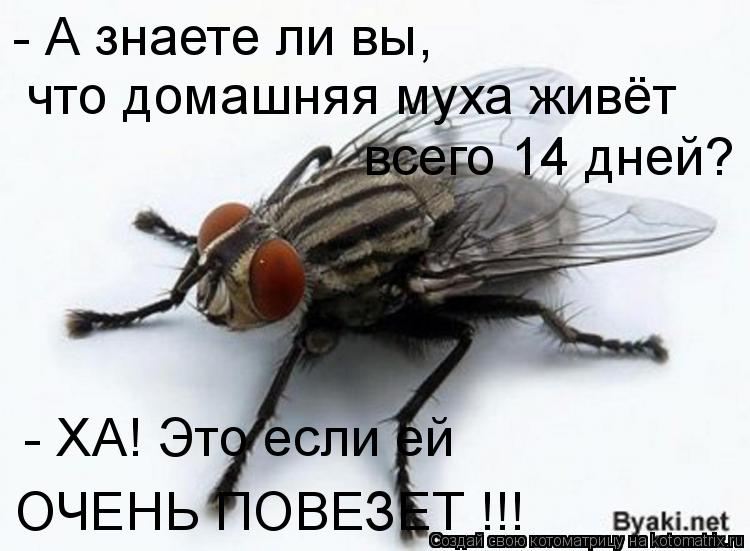 - А знаете ли вы, что домашняя муха живёт всего 14 дней? - ХА! Это если ей ОЧЕНЬ ПОВЕЗЕТ !!!... Котоматрица: - А знаете ли вы, что домашняя муха живёт всего 14 дней? - ХА! Это если ей ОЧЕНЬ ПОВЕЗЕТ !!!