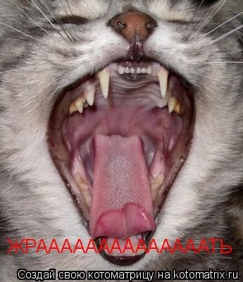 Котоматрица: ЖРААААААААААААААТЬ