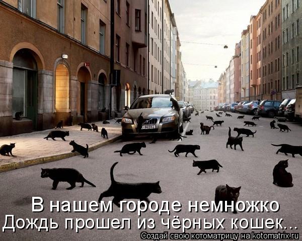 В нашем городе немножко Дождь прошел из чёрных кошек...... Котоматрица: В нашем городе немножко Дождь прошел из чёрных кошек...