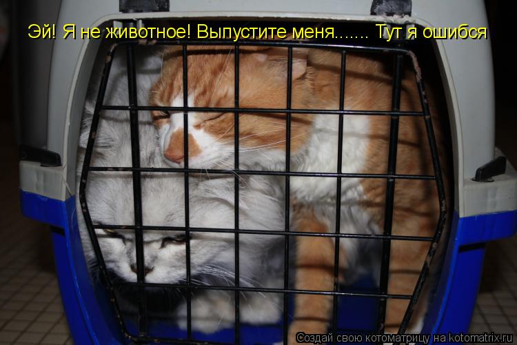 Эй! Я не животное! Выпустите меня....... Тут я ошибся... Котоматрица: Эй! Я не животное! Выпустите меня....... Тут я ошибся