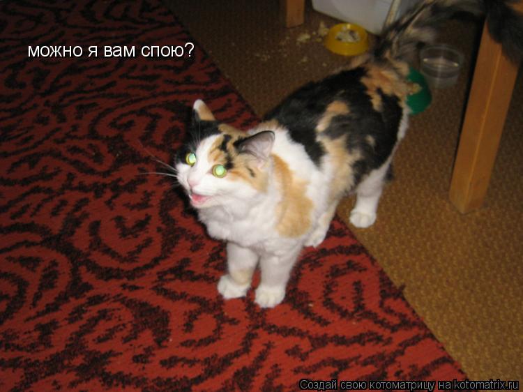 можно я вам спою?... Котоматрица: можно я вам спою?