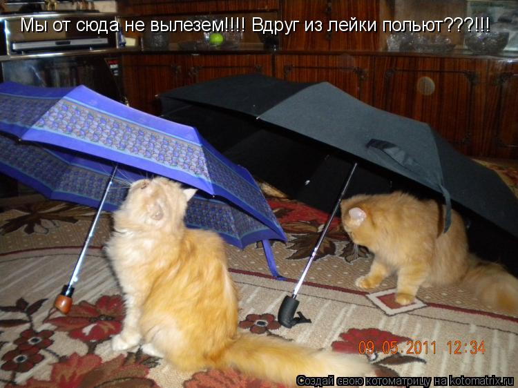 Мы от сюда не вылезем!!!! Вдруг из лейки польют???!!!... Котоматрица: Мы от сюда не вылезем!!!! Вдруг из лейки польют???!!!