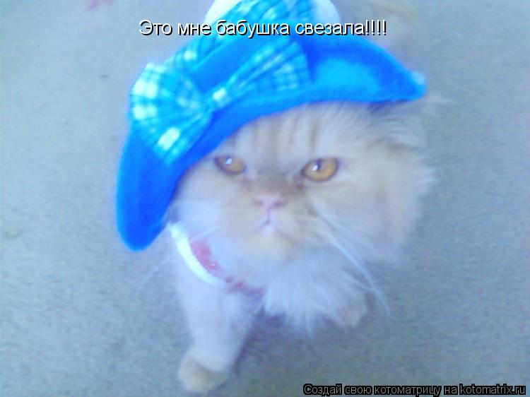 Это мне бабушка свезала!!!!... Котоматрица: Это мне бабушка свезала!!!!