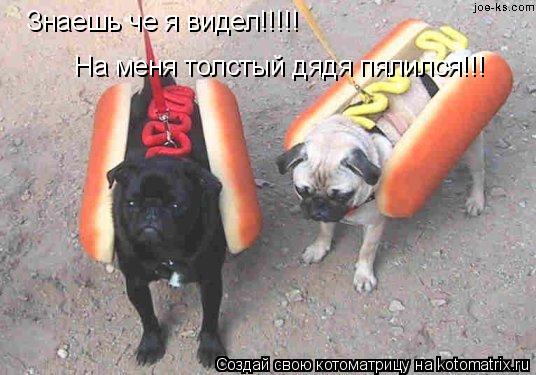 Котоматрица: Знаешь че я видел!!!!! На меня толстый дядя пялился!!!