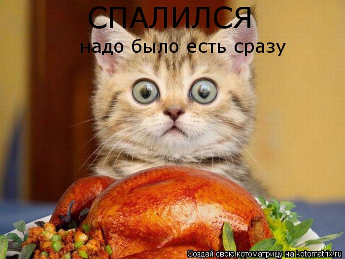 СПАЛИЛСЯ надо было есть сразу... Котоматрица: СПАЛИЛСЯ надо было есть сразу
