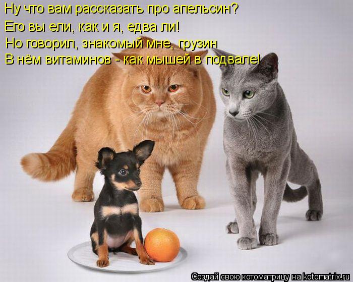 Котоматрица: Ну что вам рассказать про апельсин?  Его вы ели, как и я, едва ли!  Но говорил, знакомый мне, грузин В нём витаминов - как мышей в подвале!