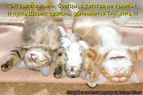 - Эх, свезло ж мне, братцы, с детства не тужить ! И пусть Шарик, сволочь, обломается ТАК жить !!!... Котоматрица: - Эх, свезло ж мне, братцы, с детства не тужить ! И пусть Шарик, сволочь, обломается ТАК жить !!!