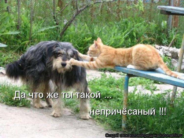 Котоматрица: Да что же ты такой ... непричёсаный !!!