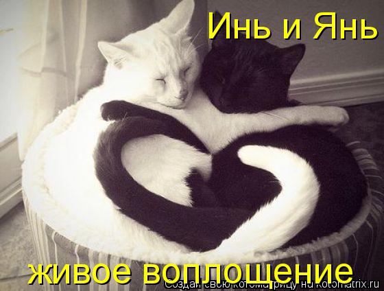 Котоматрица: живое воплощение Инь и Янь