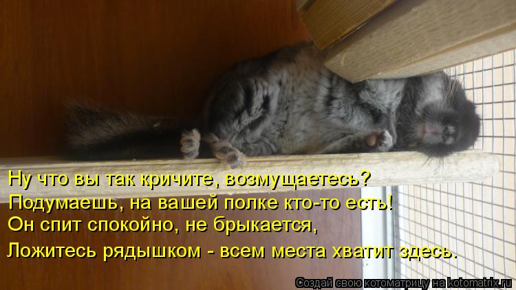 Котоматрица: Ну что вы так кричите, возмущаетесь? Подумаешь, на вашей полке кто-то есть! Он спит спокойно, не брыкается, Ложитесь рядышком - всем места хва