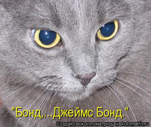 Котоматрица: "Бонд,...Джеймс Бонд."