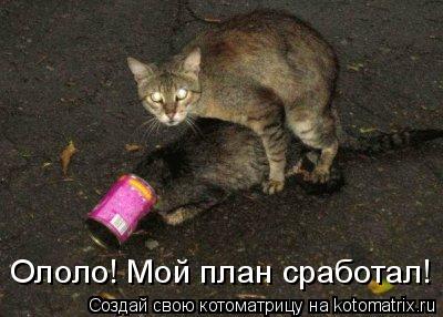 Котоматрица: Ололо! Мой план сработал!