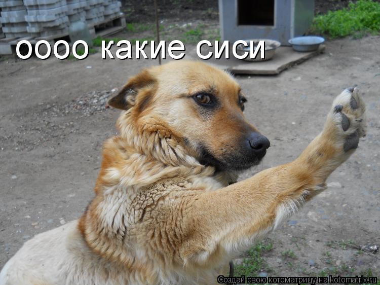 Котоматрица: оооо какие сиси