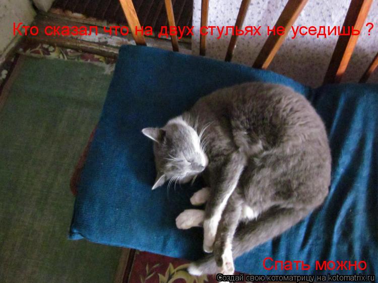 Котоматрица: Кто сказал что на двух стульях не уседишь ? Спать можно