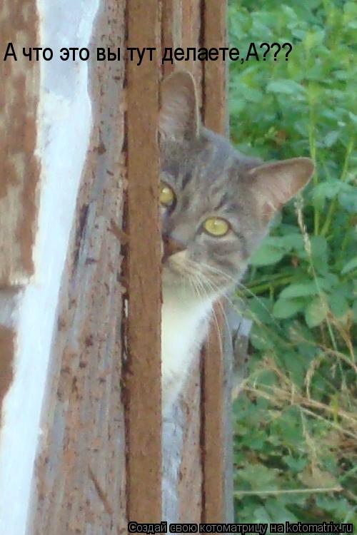 Котоматрица: А что это вы тут делаете,А???