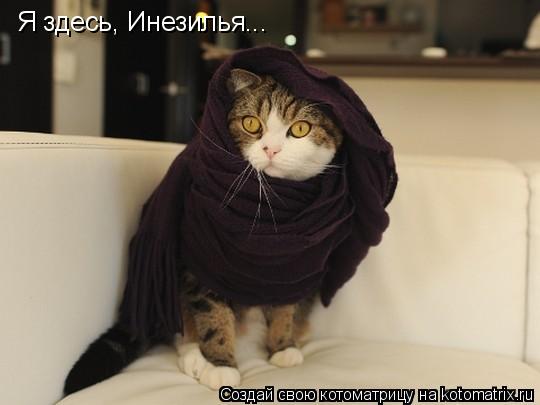 Котоматрица: Я здесь, Инезилья...
