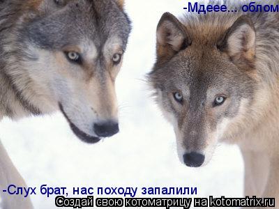 Котоматрица: -Слух брат, нас походу запалили -Мдеее... облом