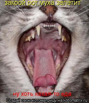 Котоматрица: закрой рот,муха залетит ну хоть какая-то еда