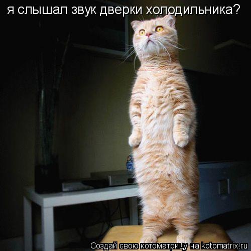 Котоматрица: я слышал звук дверки холодильника?