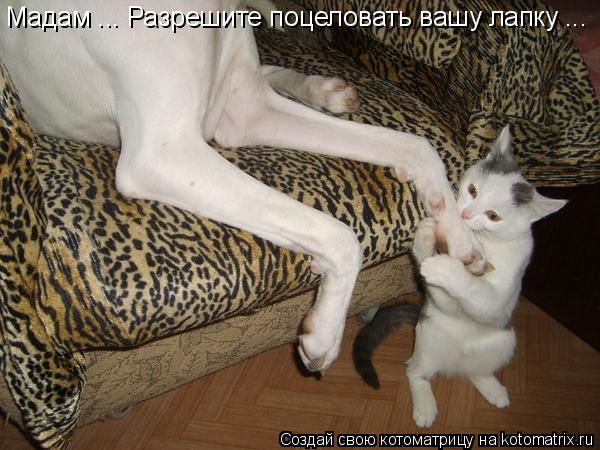 Котоматрица: Мадам ... Разрешите поцеловать вашу лапку ...