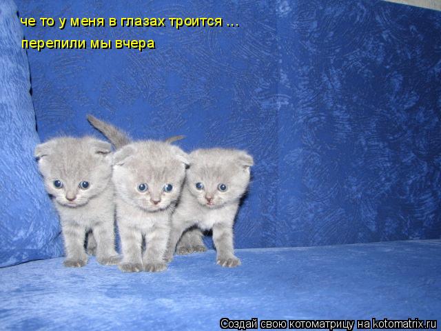 Котоматрица: че то у меня в глазах троится ... перепили мы вчера перепили мы вчера