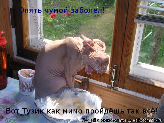 Котоматрица: Опять чумой заболел!  Вот Тузик как мимо пройдёшь так всё!