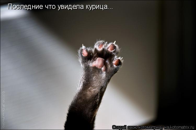 Котоматрица: Последние что увидела курица...