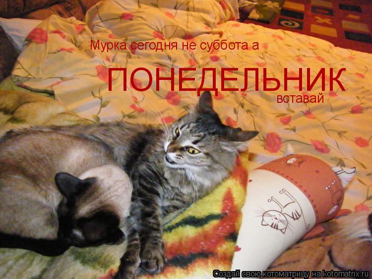 Котоматрица: Мурка сегодня не суббота а  ПОНЕДЕЛЬНИК вставай