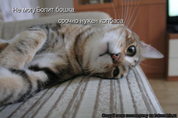 Котоматрица: Не могу.Болит бошка. срочно нужен колбаса.