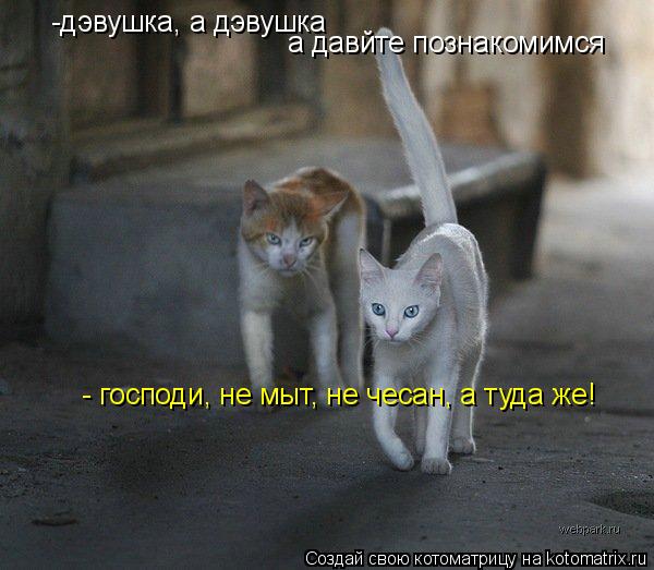 Котоматрица: -дэвушка, а дэвушка а давйте познакомимся - господи, не мыт, не чесан, а туда же!