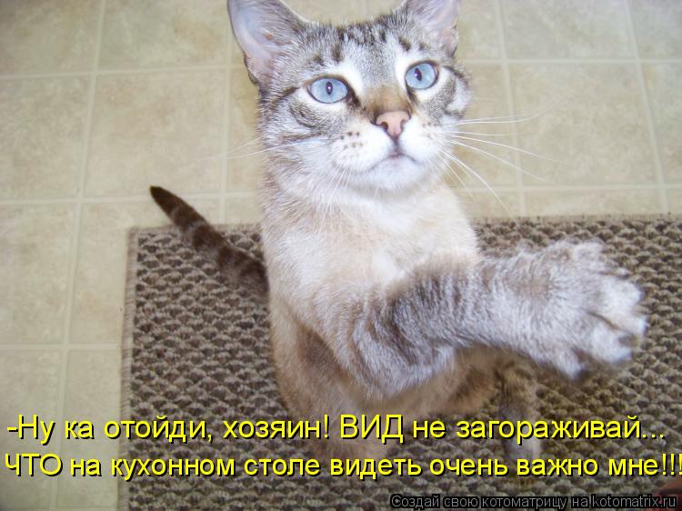 Котоматрица: -Ну ка отойди, хозяин! ВИД не загораживай... ЧТО на кухонном столе видеть очень важно мне!!!