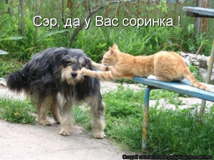 Котоматрица: Сэр, да у Вас соринка !