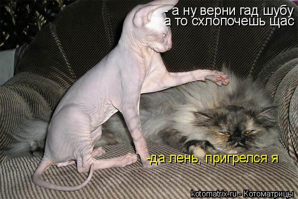 Котоматрица: - а ну верни гад шубу а то схлопочешь щас -да лень, пригрелся я
