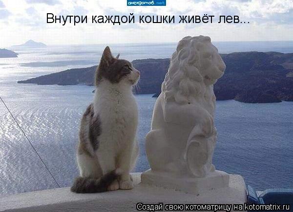 Котоматрица: Внутри каждой кошки живёт лев...