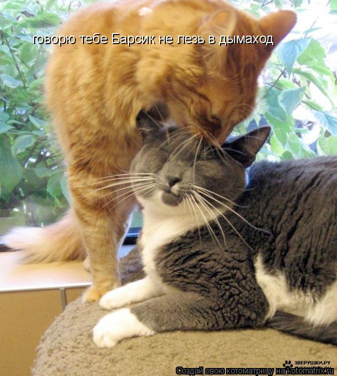 Котоматрица: говорю тебе Барсик не лезь в дымаход