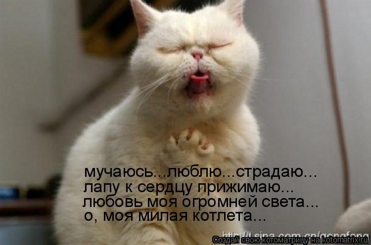 Котоматрица: мучаюсь...люблю...страдаю... лапу к сердцу прижимаю... любовь моя огромней света... о, моя милая котлета...
