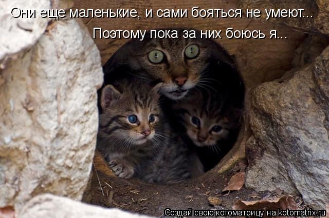 Котоматрица: Они еще маленькие, и сами бояться не умеют... Поэтому пока за них боюсь я...