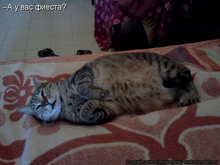 Котоматрица: --А у вас фиеста?