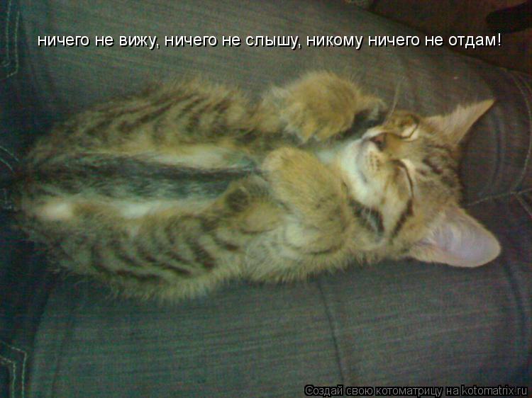 Котоматрица: ничего не вижу, ничего не слышу, никому ничего не отдам!