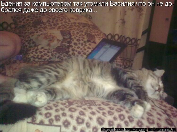 Котоматрица: Бдения за компьютером так утомили Василия,что он не до- брался даже до своего коврика...